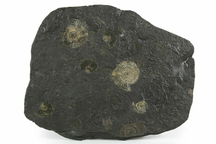 Fossil Ammonite Cluster - Posidonia Shale, Germany #353537